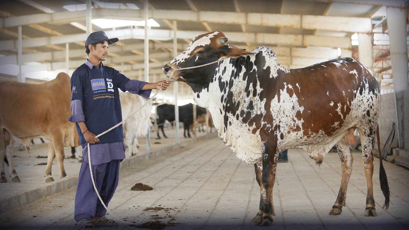 Qurbani 2025 Not Long To Go